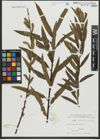 Foto von Salix purpurea L. x Salix viminalis L.